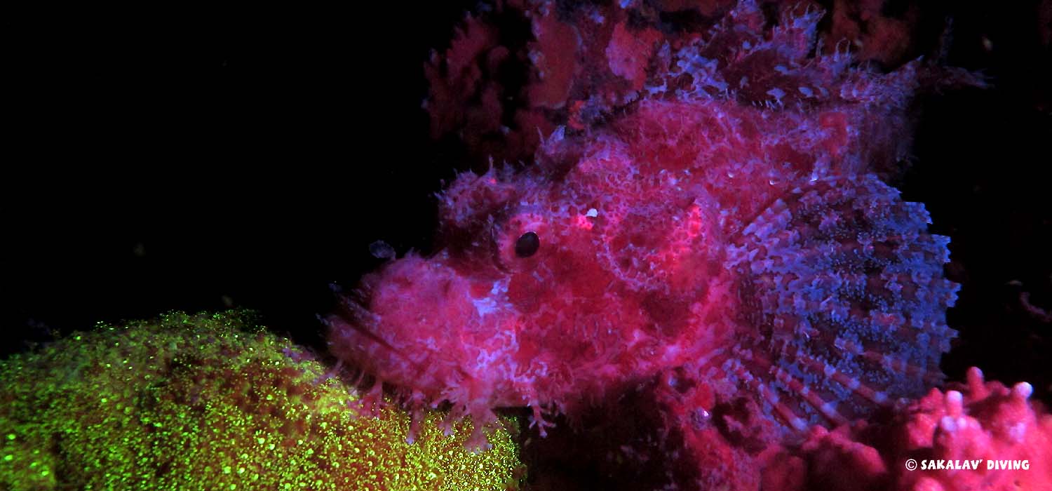 plongée de nuit fluo à nosy Be Madagascar